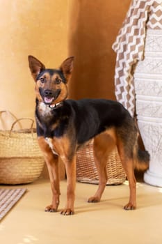 A brown and black Herding dog breed is standing in a living room, surrounded by curtains and flooring, a perfect example of a loyal and hardworking companion dog