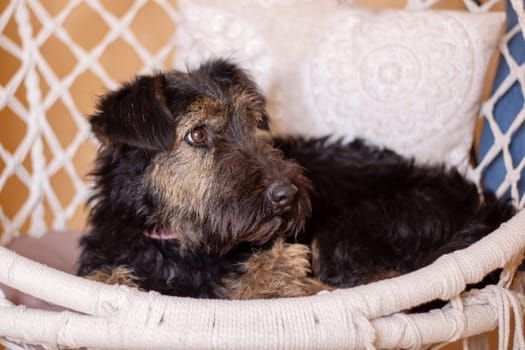 A small black Fawn Terrier dog from the Sporting Group is lounging in a mesh hammock