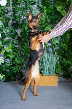 A German shepherd dog is standing upright on its hind legs, with a person holding it. The dog, a carnivorous herding breed, has a fawn coat and a long tail