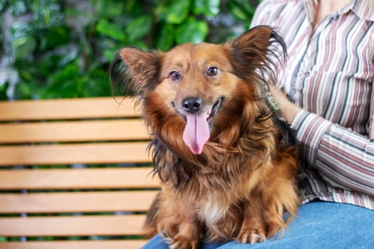 A woman is sitting on a wooden bench, holding a brown dog. The dog is a carnivorous animal with fawncolored fur, belonging to the sporting group