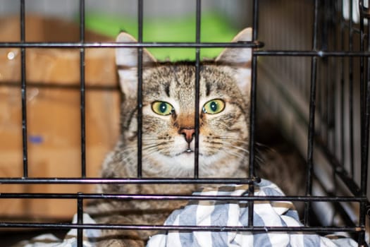 A Felidae, carnivorous animal known as a cat is peering through the mesh bars with its head tilted, showcasing its mesmerizing eyes and whiskers