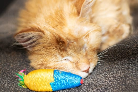 A small to mediumsized cat, a member of the Felidae family, is peacefully sleeping while holding a toy in its mouth. The feline has fawncolored fur, whiskers, and a tail