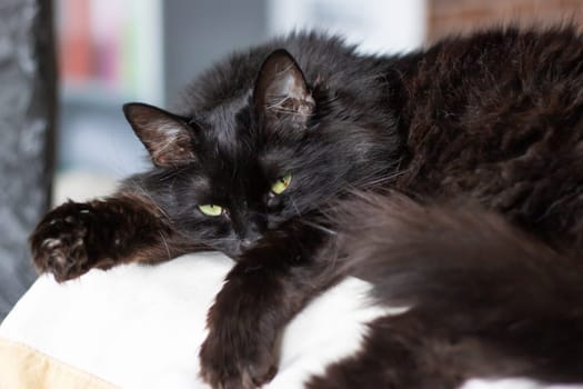 A black cat with vivid green eyes is resting on a clean white surface, showcasing its sleek fur and captivating stare, a classic image of feline elegance