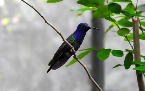 Beautiful hummingbird perched in Iguazu Park, Brazil. Photo of typical tropical fauna. Exotic birds. Isolated