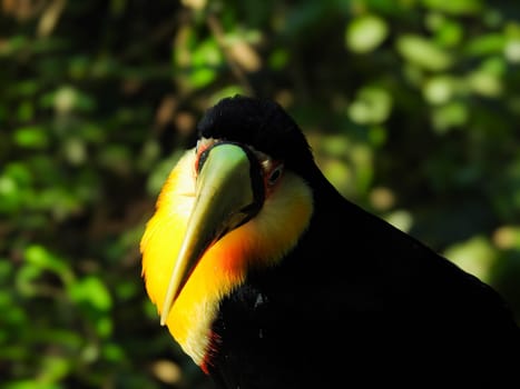 Beautiful toucan in Foz do Iguazu park. Iguazu Falls.Close up picture. Blurred background