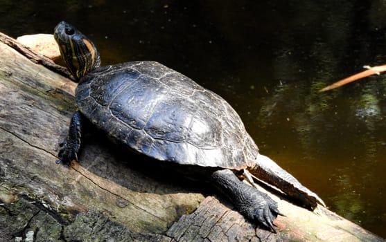 Freshwater tortoise in the Iguazu national park. Close-up photo. Podocnemis lewyana