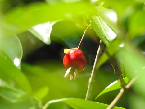 A Russian hawthorn fruit in the middle of the sunny jungle.Iguazu Park nature.