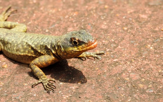 Typical fauna of the Iguazu Falls. Iguazu National Park. Close-up photo.Tropidurus torquatus