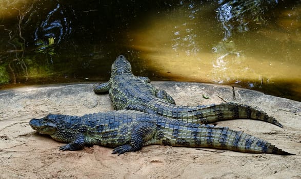 A couple of Caimans(Caimaninae), Iguazu National Park, Iguazu River