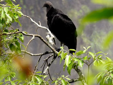 Typical black bird of the Selva Misionera. Catartas del Iguazu, Misiones, Argentina.Coragyps atratus