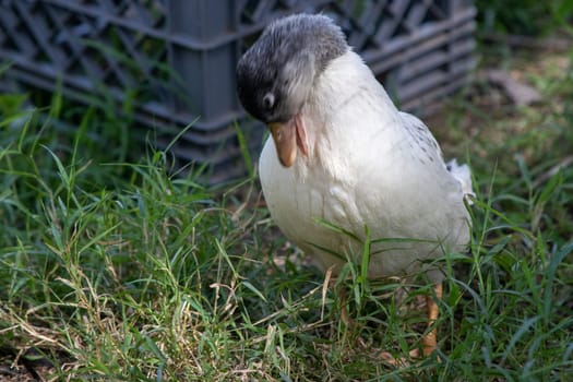 Younger Snowy Calls ducks playing in a tote of water . High quality photo