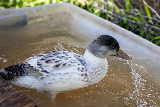 Younger Snowy Calls ducks playing in a tote of water . High quality photo