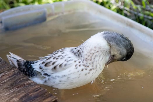 Younger Snowy Calls ducks playing in a tote of water . High quality photo