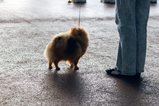 There is a small dog with a leash standing alongside a person. The dog belongs to the German Spitz Klein breed and has a fawncolored fur. It is on a road surface made of asphalt