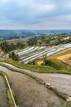 An aerial view captures a vibrant green rice field with a river winding through it, showcasing the natural beauty of the landscape