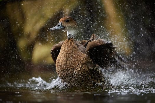 A beautiful in the water in Denmark. Close-up.