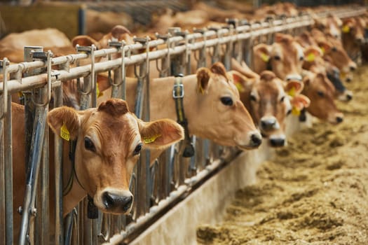 Cute Jersey cows on a modern farm in Denmark.