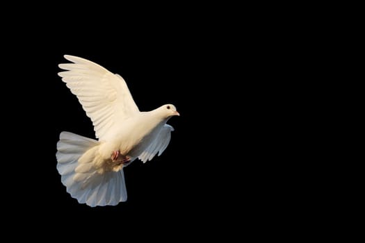 bird of peace, white dove in flight isolated on black background, symbol