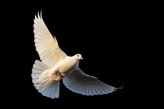 white dove in flight isolated on black background, symbol