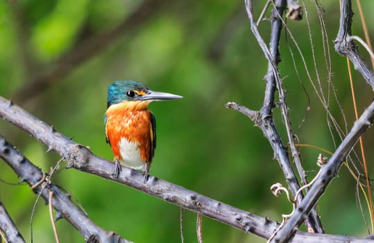 American Pygmy Kingfisher perched on a tree branch over the waters of Pantanal