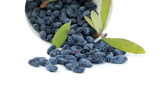 Honeysuckle berries and branch with leaves and berries isolated on white background