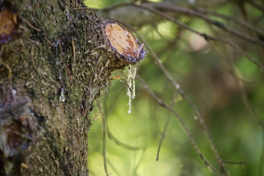 Close-up of tree bark with fresh, clear sap dripping in a serene forest, capturing natural beauty and tranquility.