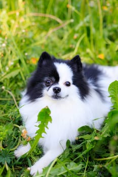 A smiling Pomeranian dog in the grass . Black and white pomeranian . A pet on a walk. Photo for the cover . Photo of an animal for printed products . Green grass in the park