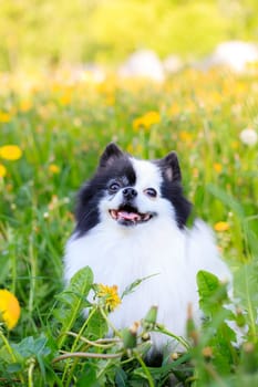 A smiling Pomeranian dog in the grass . Black and white pomeranian . A pet on a walk. Photo for the cover . Photo of an animal for printed products . Green grass in the park