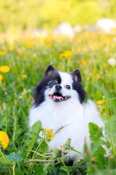 A smiling Pomeranian dog in the grass . Black and white pomeranian . A pet on a walk. Photo for the cover . Photo of an animal for printed products . Green grass in the park