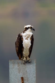 Wild fish hawk perched on metal sign in La Presa Arvelado Arbeloa in Tijuana, Baja California, Mexico,