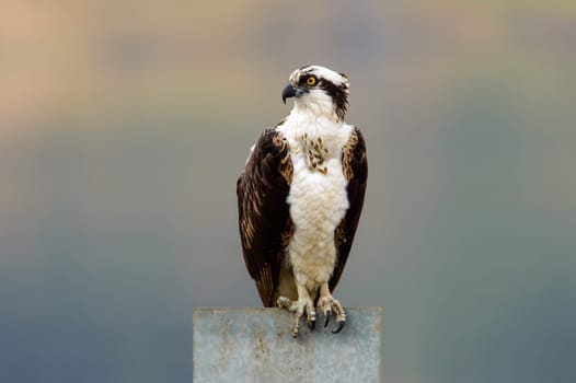 Wild osprey perched on metal sign in La Presa Arvelado Arbeloa in Tijuana, Baja California, Mexico. Landscape orientation with the bird looking left.