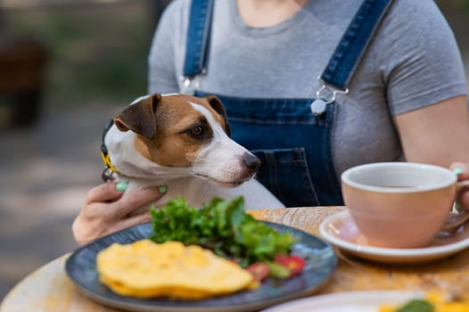 Jack Russell sitting on the owner's lap in a street cafe. Woman having breakfast in dog friendly outdoor cafe