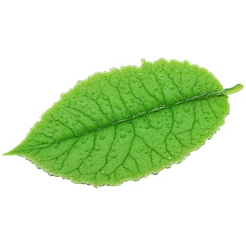 Duckweed Leaf small round green leaf with a smooth texture floating on water Lemna minor. Plants isolated on transparent background.