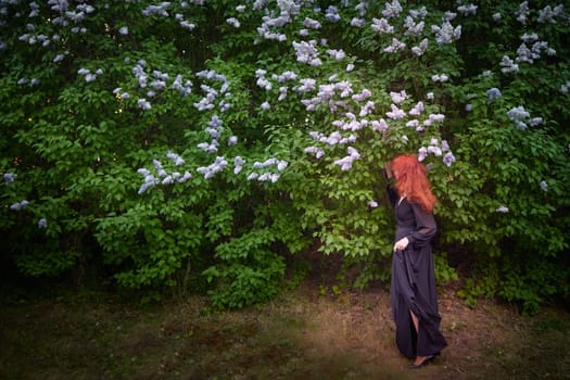 Elegant senior mature Woman in Black Dress by Blooming Lilac Bush at Dusk. Woman with red hair stands poised among lilac blooms