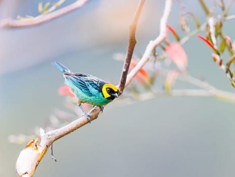 Golden Hooded Tanager perched on a tree in Peru