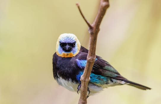 Golden Hooded Tanager perched on a tree in Panama