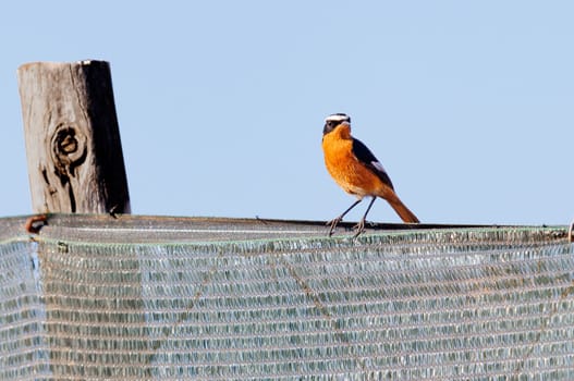 Moussiers Redstart perched on a fence in Morocco
