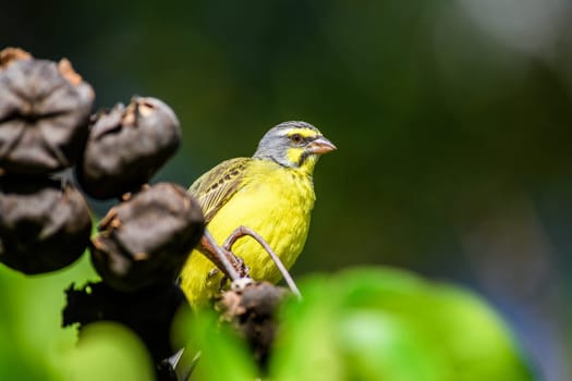 Yellow Fronted Canary perched on a branch in Hawaii
