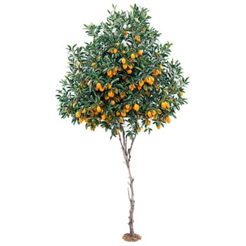 Kumquat Tree small oval orange fruits and dark green leaves on the branches Citrus japonica. Plants isolated on transparent background.