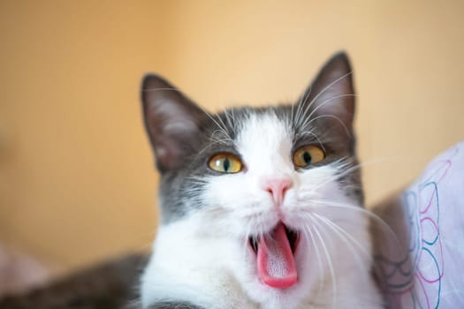 A cat is yawning and has its mouth open. The cat is on a bed and is looking at the camera