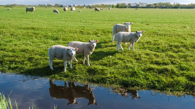 A flock of sheep peacefully graze in a lush field near a serene pond in Texel, Netherlands.