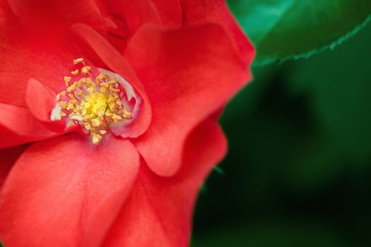 Close up of red flower with yellow stamens on green leaves background.