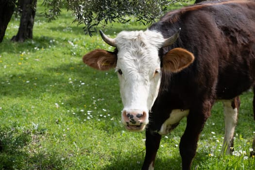 cows graze on a green field in sunny weather. HQ