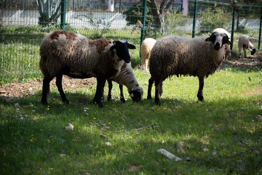 View of white sheep grazing on the green field