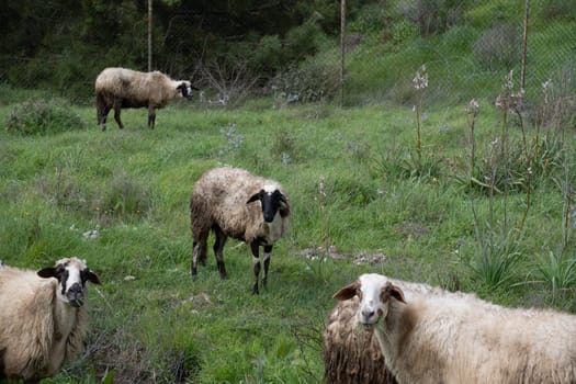 View of white sheep grazing on the green field