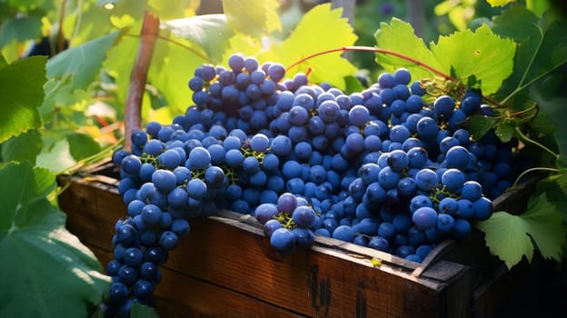 Collection of blue grapes. Grapes in a basket and in the vineyard. Autumn mood in the wine industry in the countryside against the backdrop of the sun. Wine making, vineyards, tourism business, small private business, chain restaurant, flavorful food