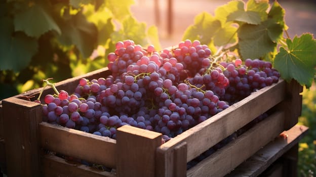 Collection of red rose grapes. Grapes in a basket and in the vineyard. Autumn mood in the wine industry countryside against backdrop sun. Wine making, vineyards, tourism business small and private business, chain restaurant, flavorful food and drinks