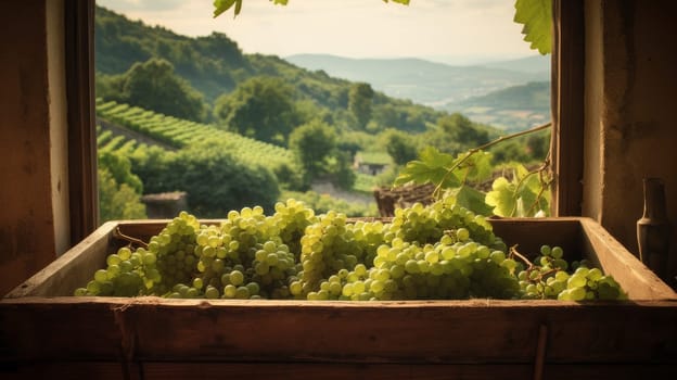 Collection of green grapes. Grapes in a basket and in the vineyard. Autumn mood in the wine industry countryside against the backdrop of the sun. Wine making, vineyards, tourism business, small and private business, chain restaurant, flavorful food