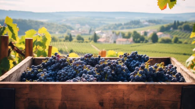 Collection of blue grapes. Grapes in a basket and in the vineyard. Autumn mood in the wine industry in the countryside against the backdrop of the sun. Wine making, vineyards, tourism business, small private business, chain restaurant, flavorful food