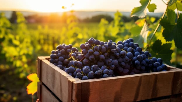 Collection of blue grapes. Grapes in a basket and in the vineyard. Autumn mood in the wine industry in the countryside against the backdrop of the sun. Wine making, vineyards, tourism business, small private business, chain restaurant, flavorful food